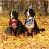 Bandana Para Cachorro Porte Grande E Médio Grande Pet Com Nome Personalizado