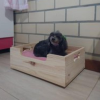 Cama Cachorro madeira sem almofada