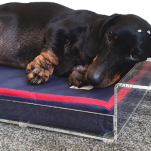 Caminha pet acrílico